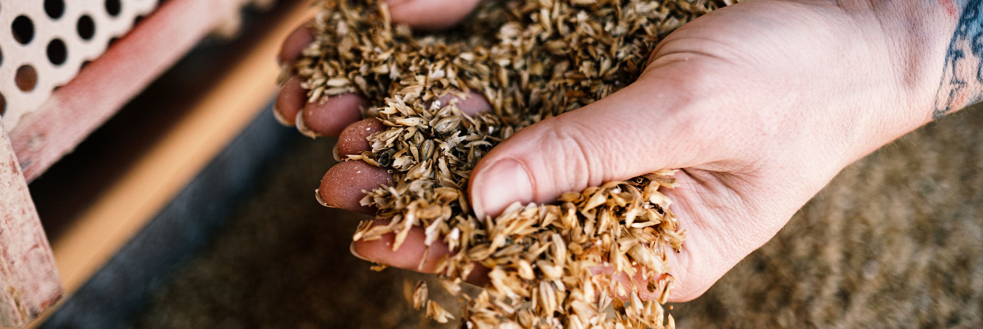 Hand holding a handful of grains with a blurred background